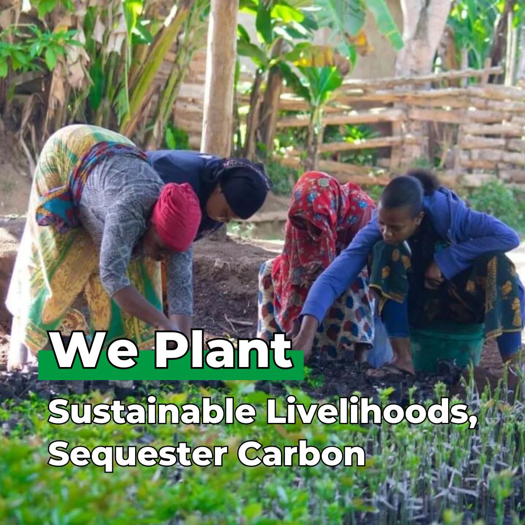 Gift Us a Forest – 200 Trees to Celebrate Our Love – “Two Hearts One Love”